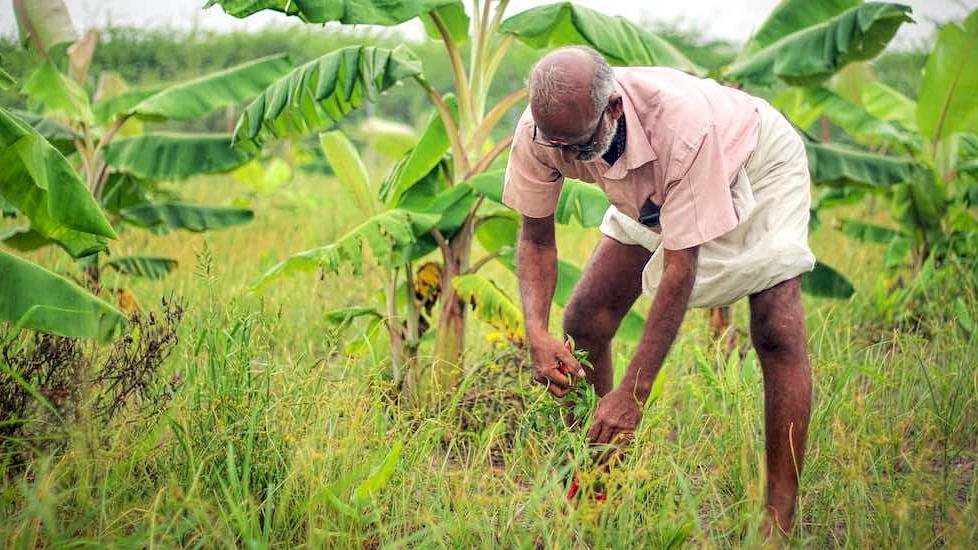 A food forest in the development phase, where farmer Thangavelu has been able to harvest a better yield from ground crops.&nbsp;