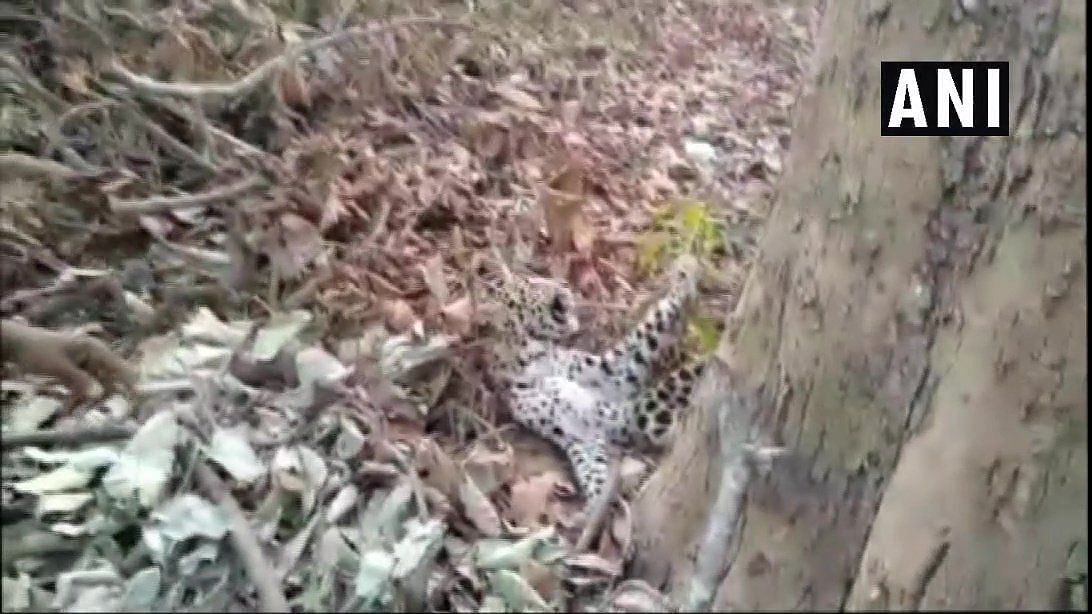 A six-month-old leopard cub succumbed to injuries after being dragged and injured by locals in Maharashtra.