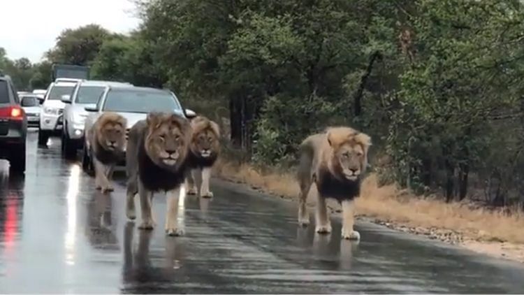 A pride of four lions halt traffic at Kruger National Park in South Africa.