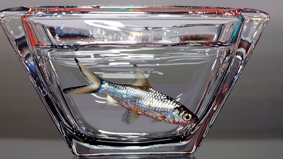 A 3D Oil Painting or Real Fish? Watch and Tell