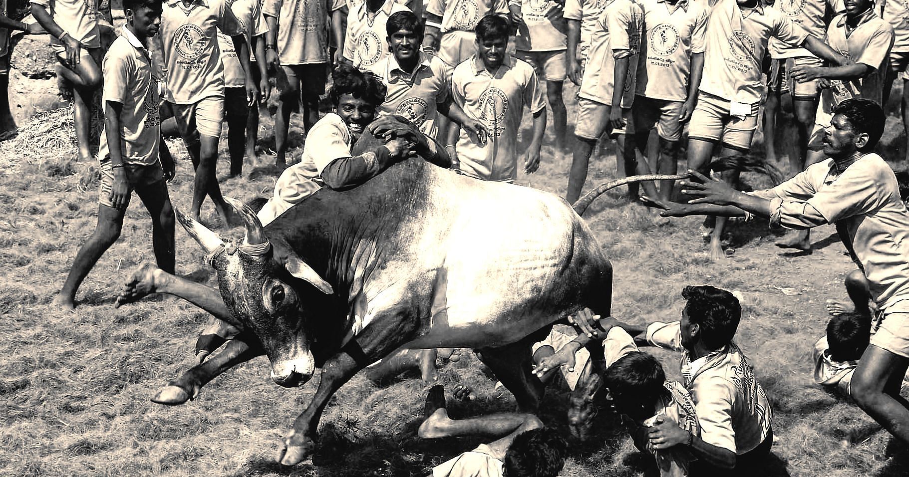 View: Jallikattu Causes Unnecessary Pain, Goes Against Constitutional Morality