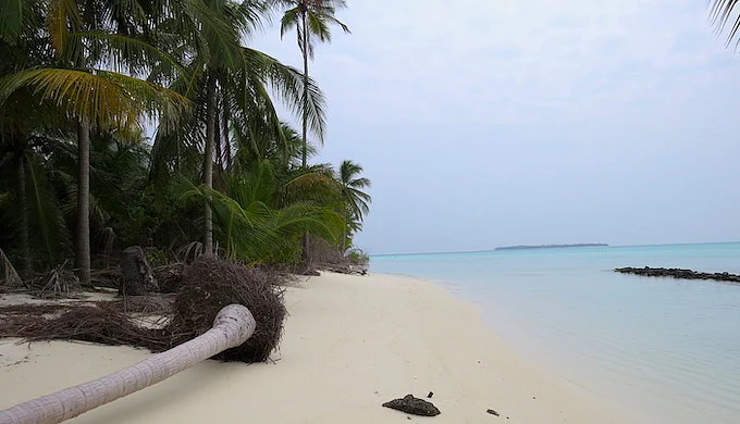 More intense storms lead to the uprooting of coconut trees, a mainstay of Lakshadweep’s economy