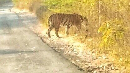 Local government schoolteacher Mahesh Mahera claimed he saw a tiger crossing a road near Boriya village, Mahisagar.