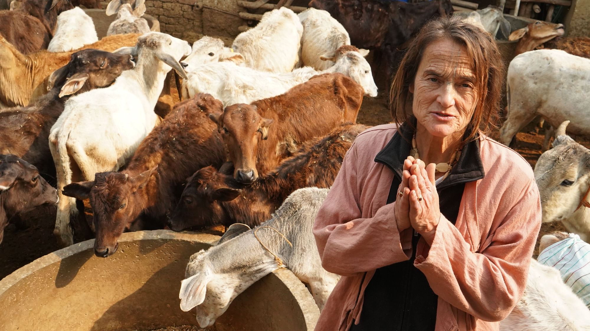 A Padma Shri Awardee, Sudevi Dasi has been taking care of cows for the last 40 years in Mathura.