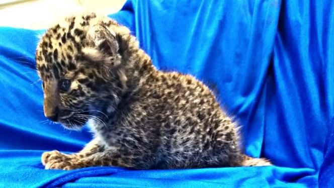 Leopard cub seized from a passenger at the Chennai airport.