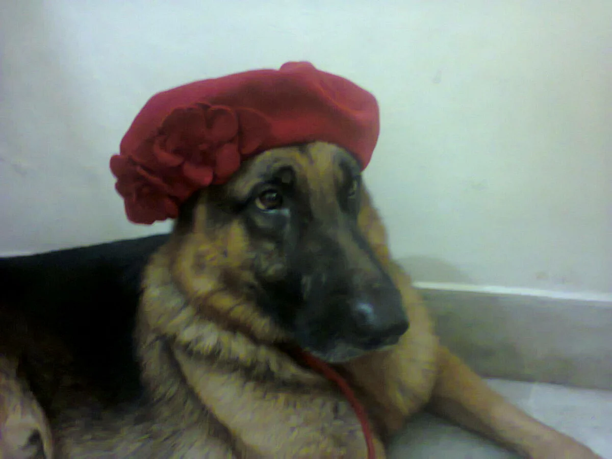 Hachi sports my red beret.