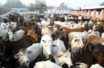 Cows at a cowshed. (File Photo: IANS)