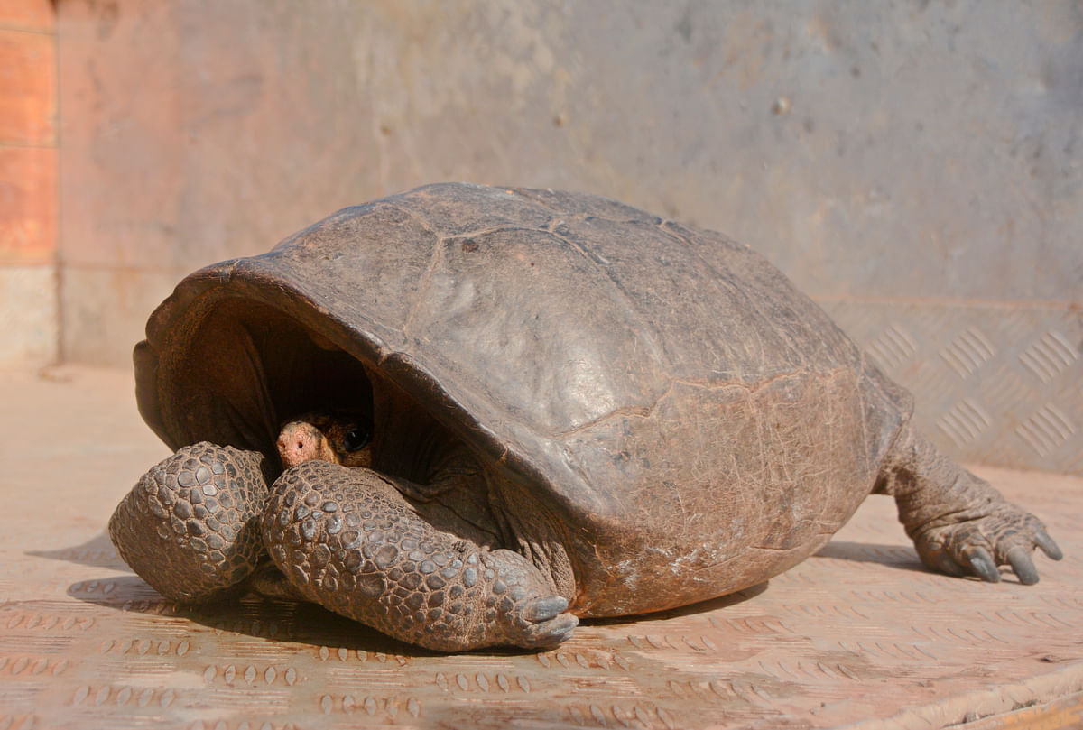 A tortoise of species not seen in more than 110 years found in a remote part of the Galapagos island, Fernandina.