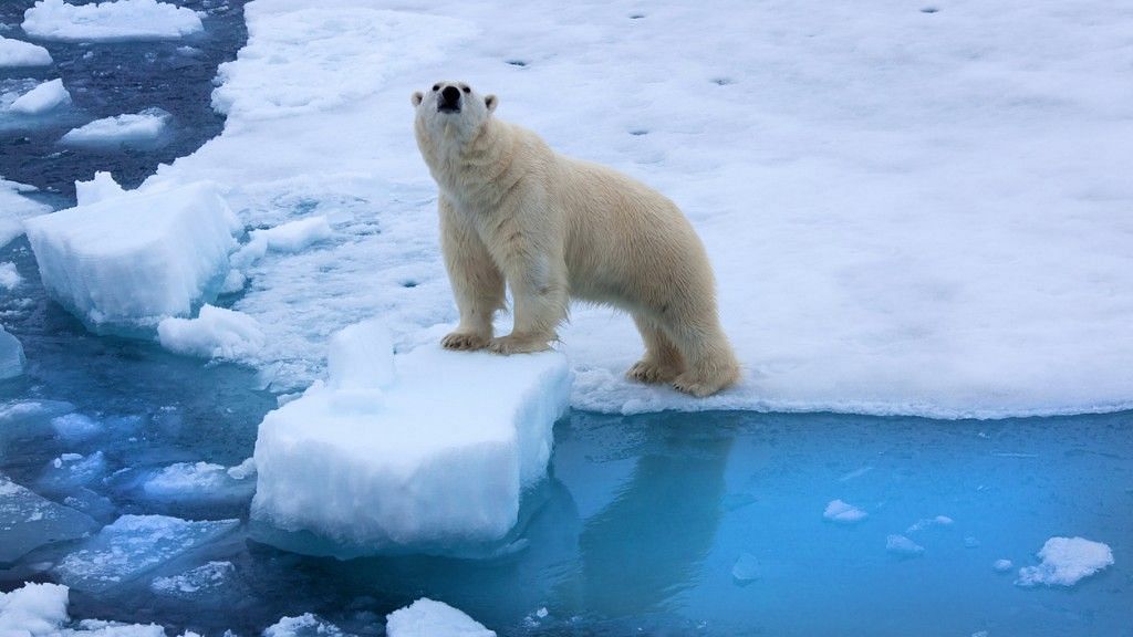 With the sea ice in the Arctic melting, species like polar bear are under threat.&nbsp;