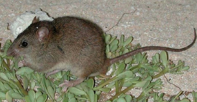 The Bramble Cay melomys has officially been declared extinct.