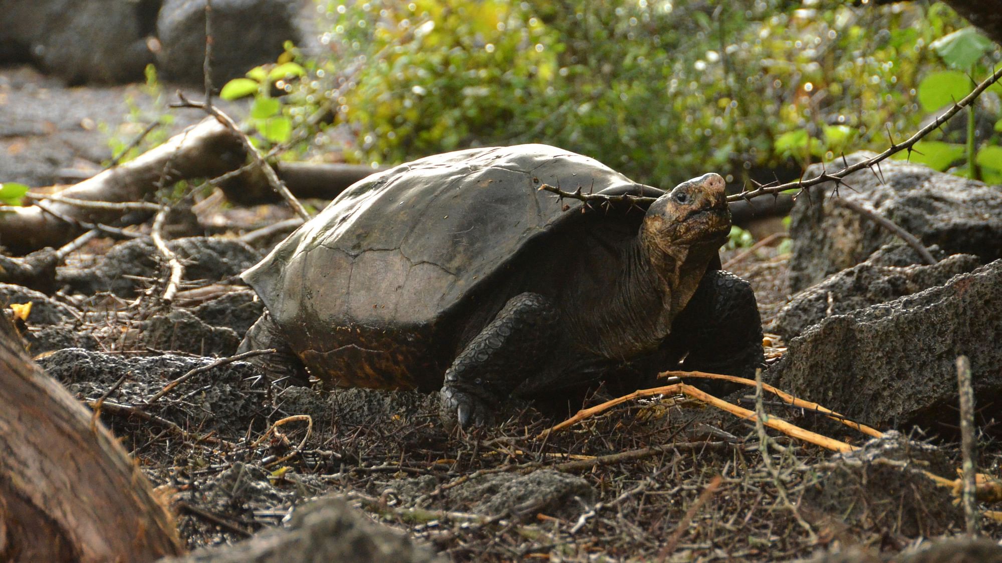 This photo released by the Galapagos National Park shows a Chelonoidis phantasticus tortoise at the Galapagos National Park in Santa Cruz Island