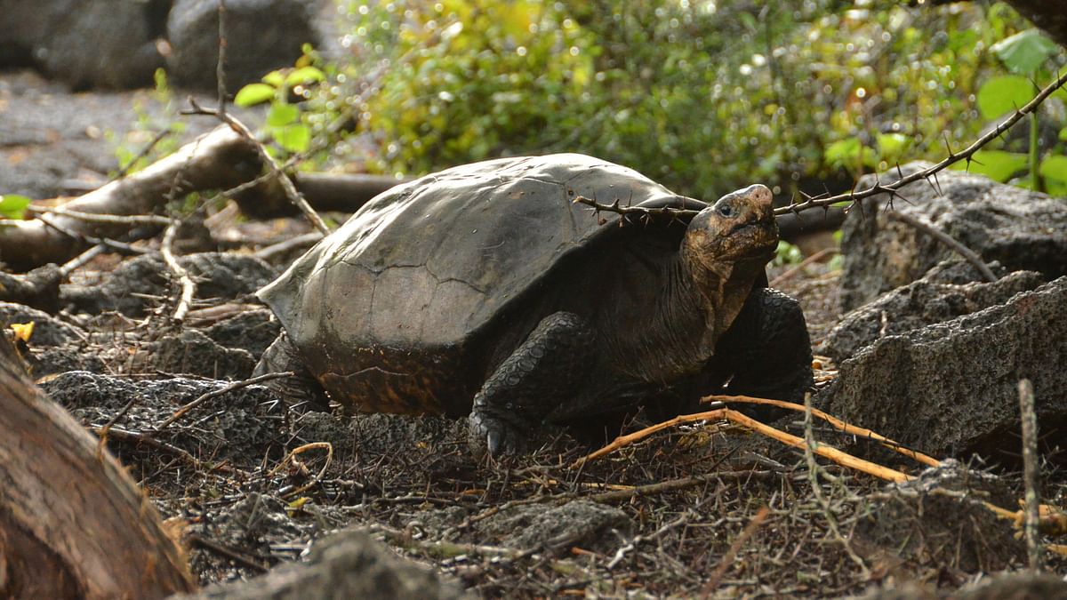 Tortoise Feared Extinct Found on Remote Galapagos Island