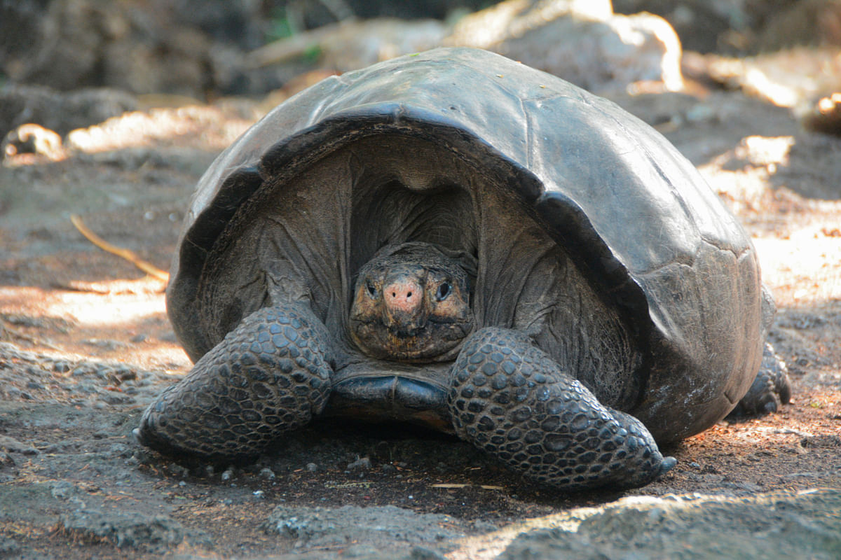 A tortoise of species not seen in more than 110 years found in a remote part of the Galapagos island, Fernandina.
