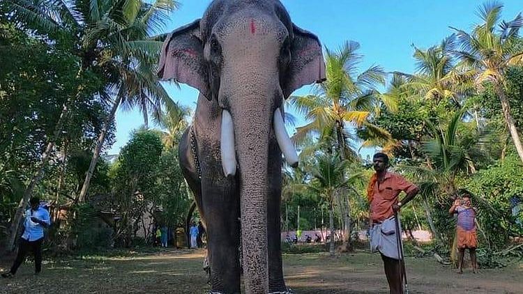 (Photo Courtesy: <a href="https://www.thenewsminute.com/article/housewarming-ceremony-kerala-turns-tragic-elephant-tramples-two-death-96433">The News Minute</a>)