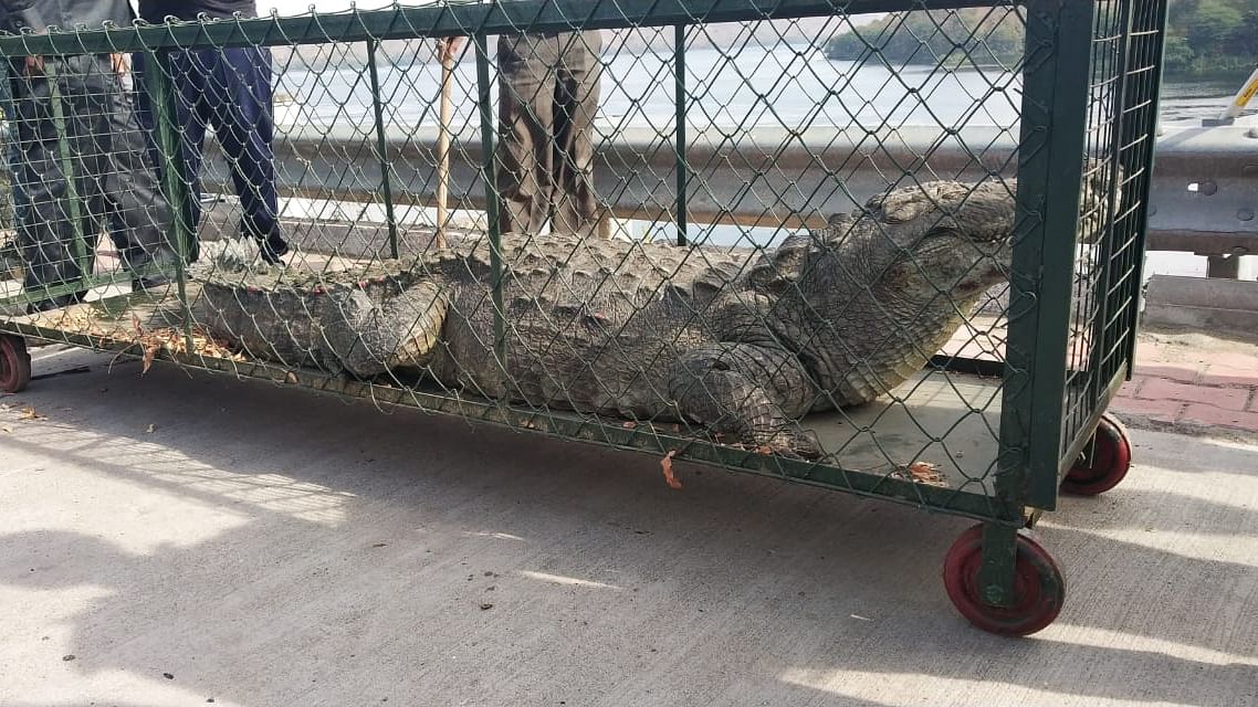 Endangered Crocodiles by Statue of Unity to Be Moved for Tourists