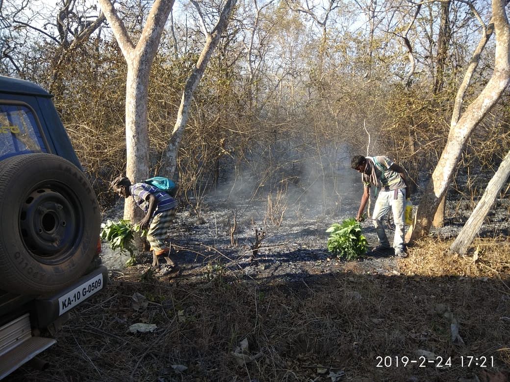 Flames at Bandipur have not died down for the 4th day. Conservationists say forest dept unprepared for ‘fire season’