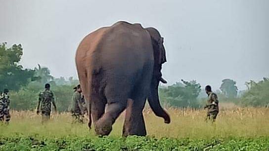 Chinnathambi, a 25-year-old tusker who raided crops near Thadagam in Coimbatore was tranquilised and translocated to Varagaliar forests on 26 January.&nbsp; &nbsp; &nbsp;  