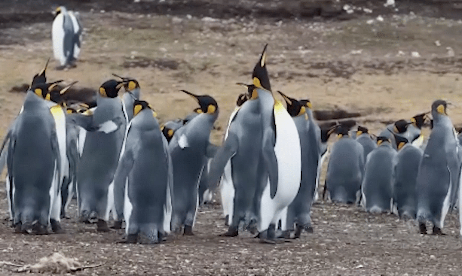 Penguins playing a special game of one-upmanship.