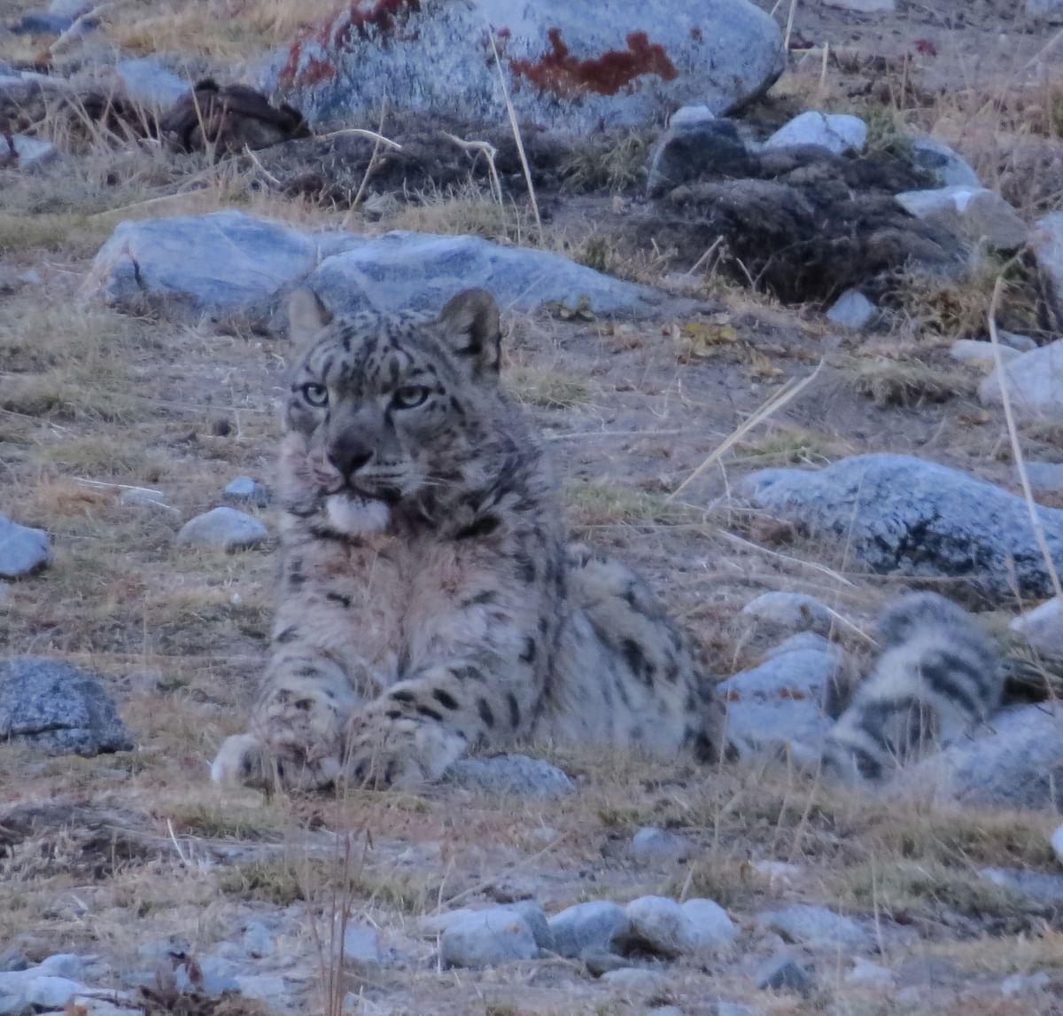 We spotted the snow leopard.