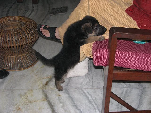 Hachi claimed control of the sofa way back in 2010.