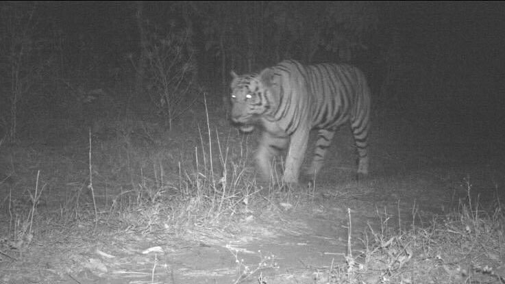 Images of the lone tiger captured on cameras set up by the forest department.