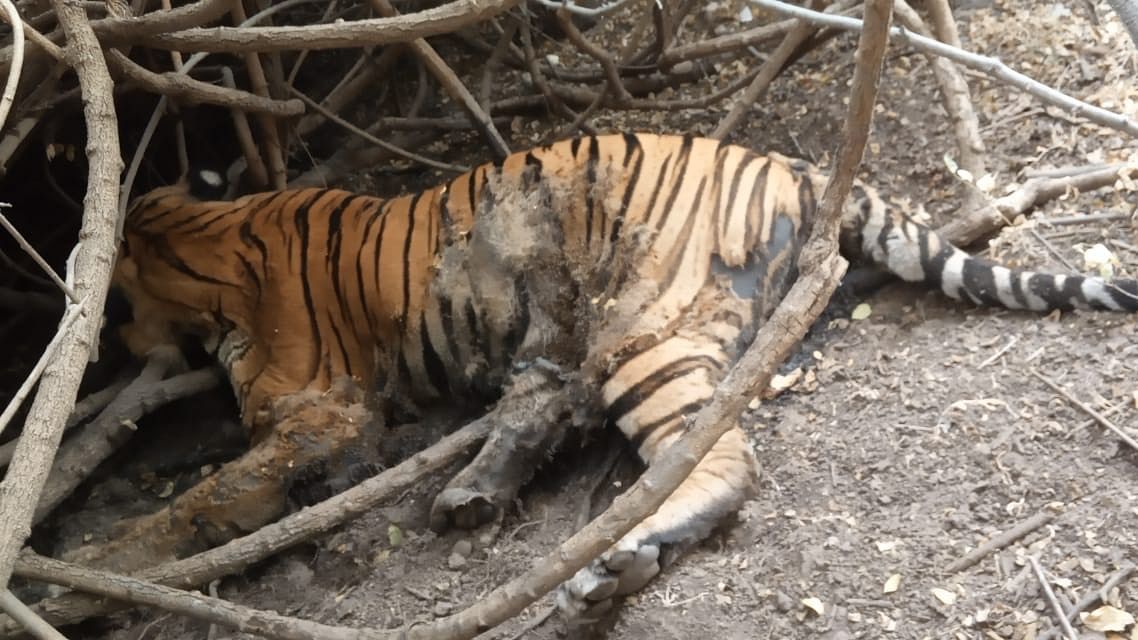 The rotting carcass of the tiger that was spotted a fortnight ago after it wandered into Gujarat from Madhya Pradesh