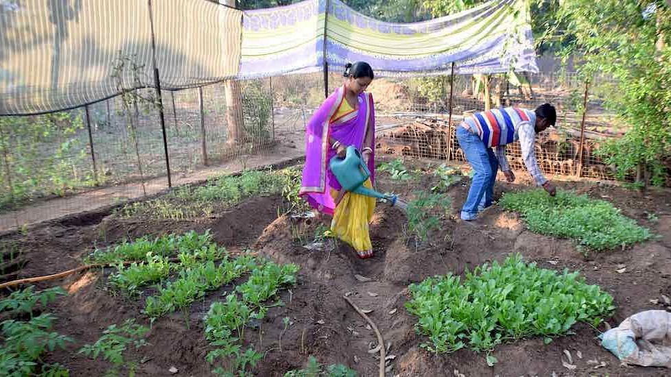 Nutrition gardens, such as the one cultivated by Alladini Bhanda and her husband Ashok in Ratanpur village, supply diverse and nutritious vegetables at no cost.