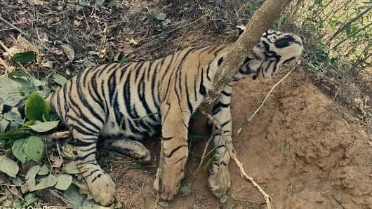 The dead tiger cub found in Kodagu.