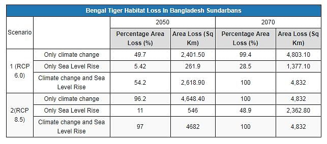 Bengal tigers are in danger of losing 100% of their habitat in the Bangladesh Sundarbans in 50 years.