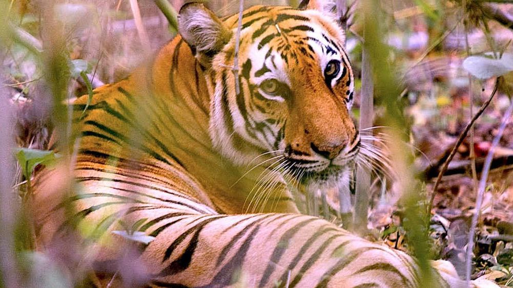 Bengal tigers could vanish from the Bangladesh Sundarbans as climate change and rising sea levels threatens their habitats.