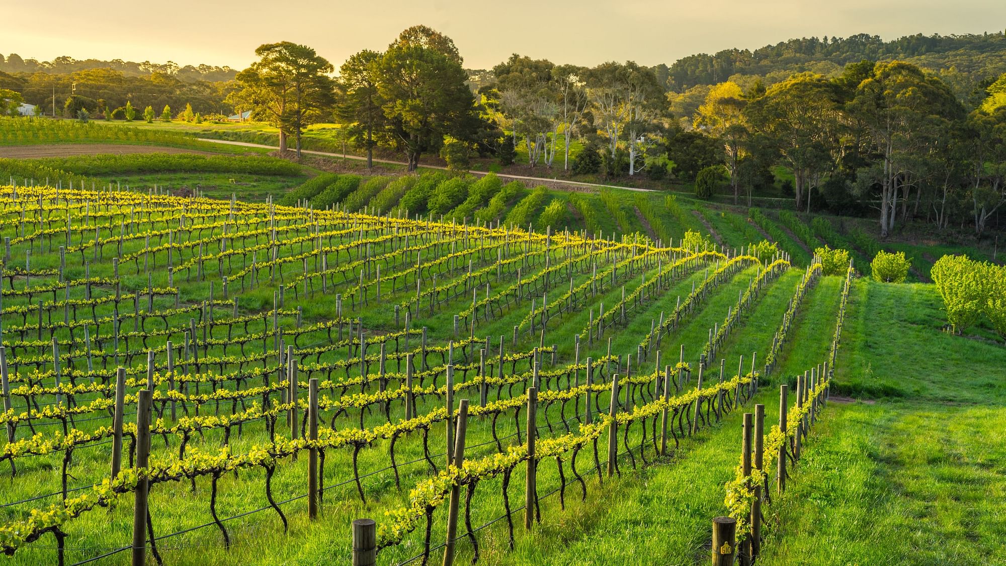 Record-breaking maximum temperatures are changing ripening times in Australia’s wine regions. 