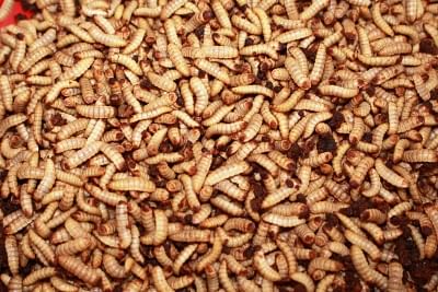 Farmers in Kenya rear insects on waste for animal proteins