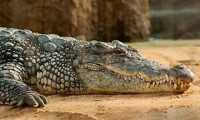 Crocodile Bank founder Whitaker expresses shock, blames stress caused by loud music from luxury hotel nearby.