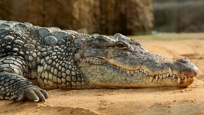 Chennai’s Madras Crocodile Bank is struggling to keep afloat amid the coronavirus lockdown.