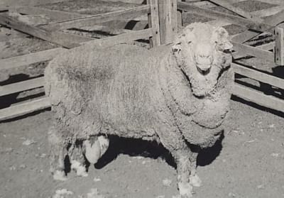 A 50-year-old frozen semen from a ram, believed to be the oldest in the world, is still achieving high fertility rates with the successful impregnation of 34 living sheeps. (Photo: Walker Family)