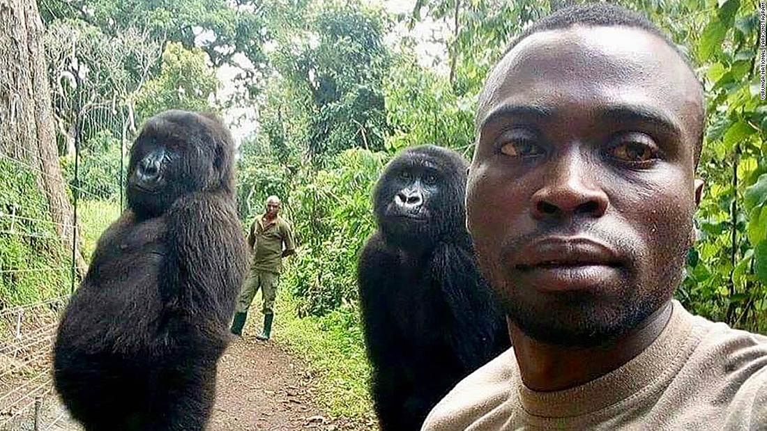 This gorilla selfie is winning over the internet&nbsp;