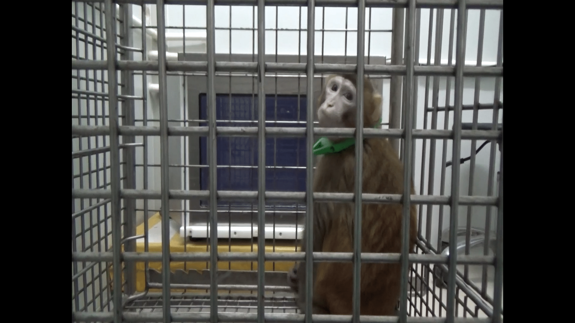 One of the transgenic monkeys during a brain measurement test.