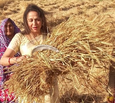 Mathura: Actress and BJP MP Hema Malini seen in a paddy field during an election campaign ahead of 2019 Lok Sabha polls, in Mathura, on March 31, 2019. (Photo: IANS)
