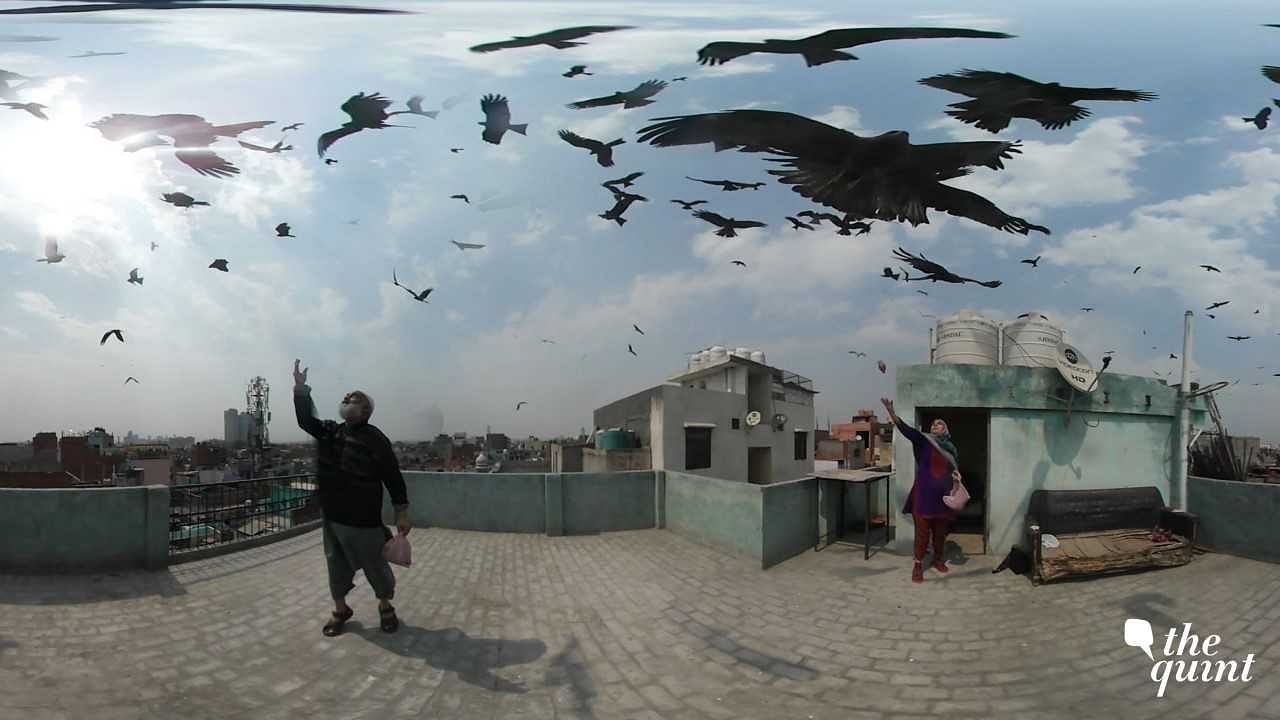 People feeding meat to black kites in Old Delhi.