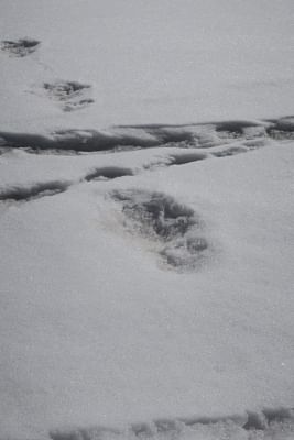 Indian Army, in a tweet, has claimed that an expedition team sighted the "mysterious Footprints of mythical beast