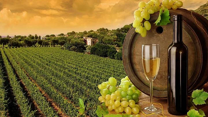 Take tours at the Vineyards of Sula in Nashik