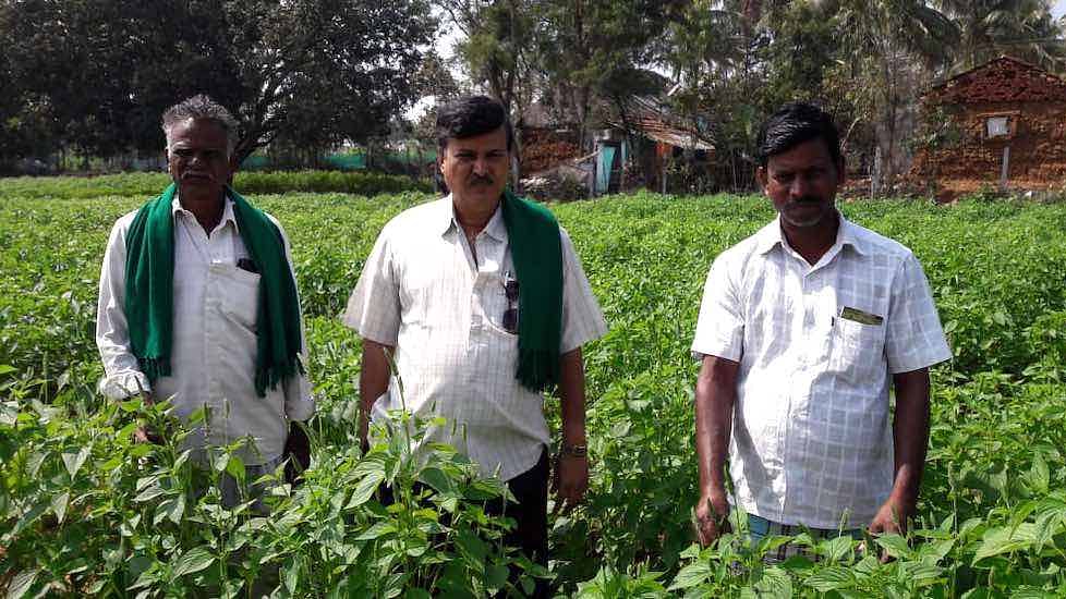 Mysuru farmers are writing a new chapter – growing this popular crop that retails for Rs 100-odd for 100gm in metros.