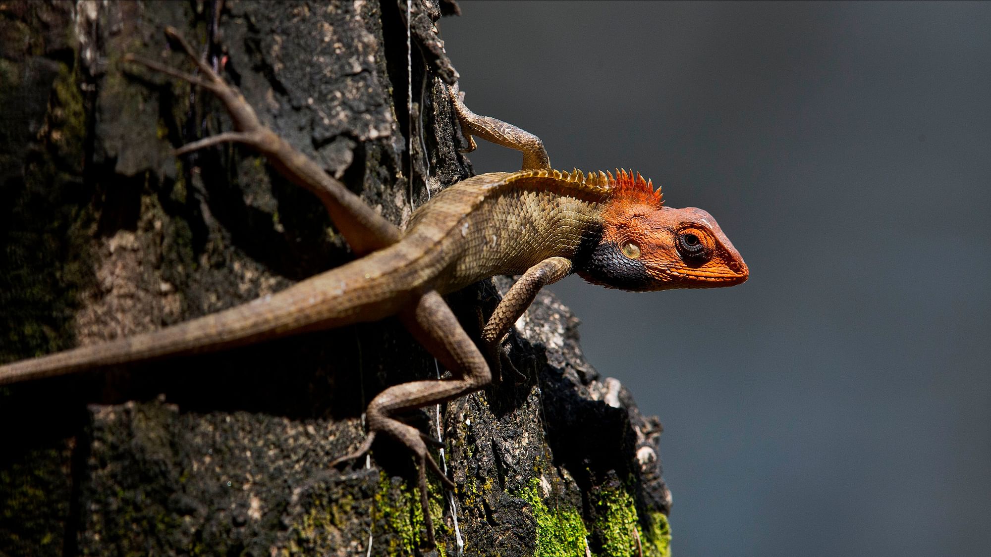 An Oriental Garden Lizard sits on a tree in Guwahati, India. During the breeding season, the male lizard’s head and throat turn a bright color.&nbsp;