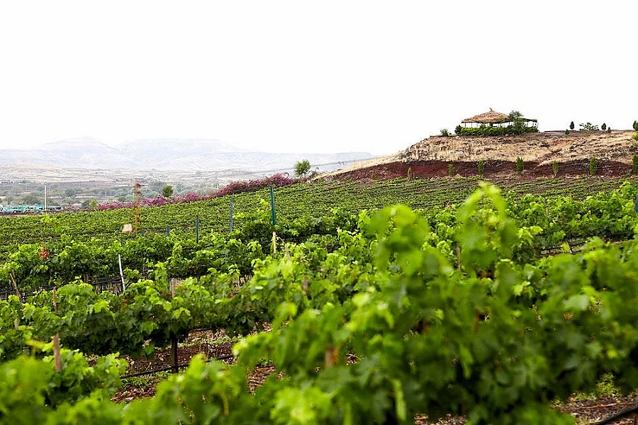 Chateau Indage Estate Vineyards, Narayangaon