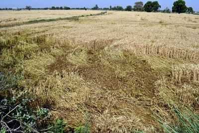 Punjab-Haryana rains worry farmers over wheat crop. (Photo: IANS)