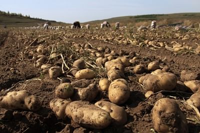 potatoes. (File Photo: IANS)