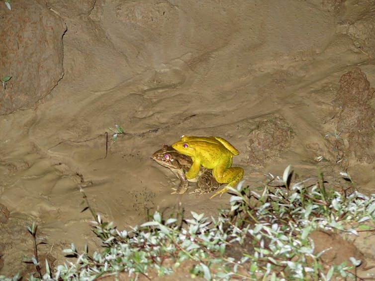 This experiment shows how invasive Indian bullfrogs threaten Andaman’s native species.