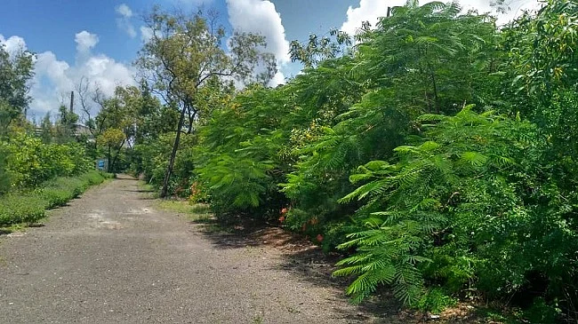The chemical dumping yard in Maharashtra that got converted to a forest