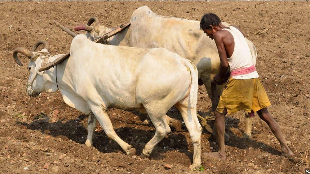 42% of India’s Land Drought Affected,  Farm Distress Worsens