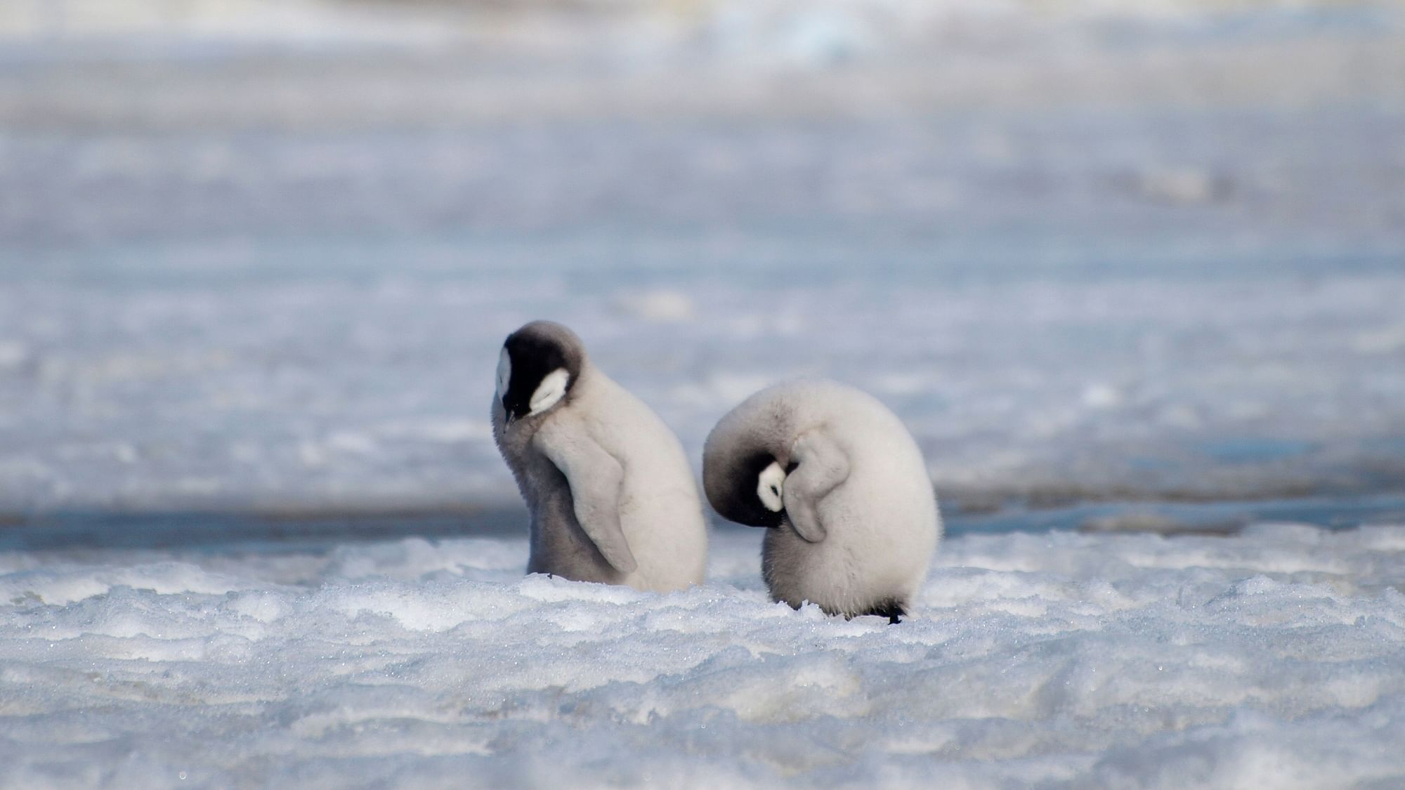 This 2010 photo provided by the British Antarctic Survey shows emperor penguin chicks at Antarctica’s Halley Bay. 